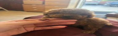 Cockapoo 1