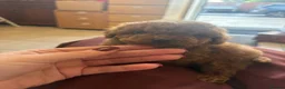 Cockapoo dogs for sale: F1B Deep Red Cockapoo Female  - Advert 5