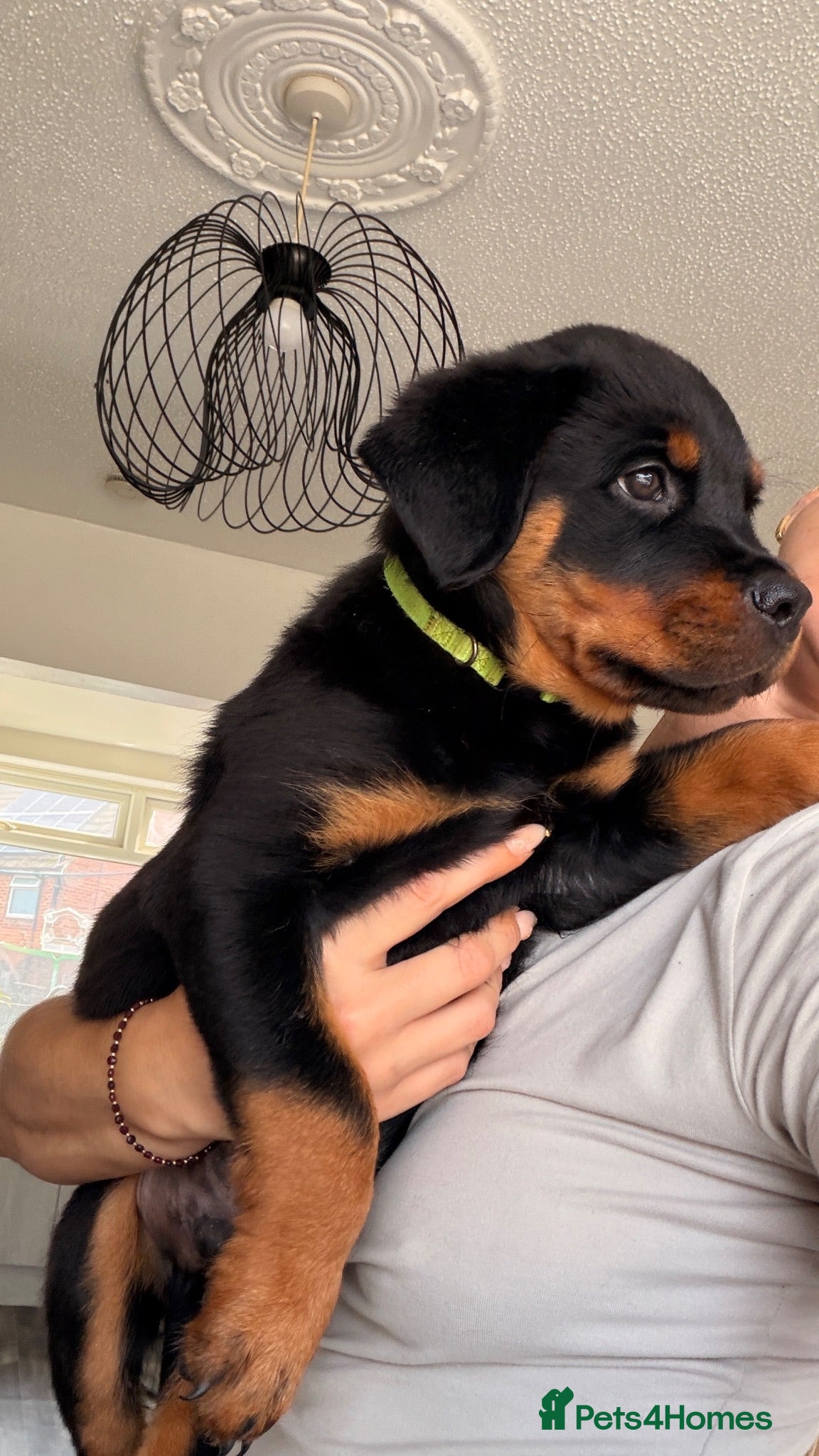 Rottweiler dogs ⭐️ LAST MALE ⭐️ KC REG - READY NOW ⭐️ - Advert 2