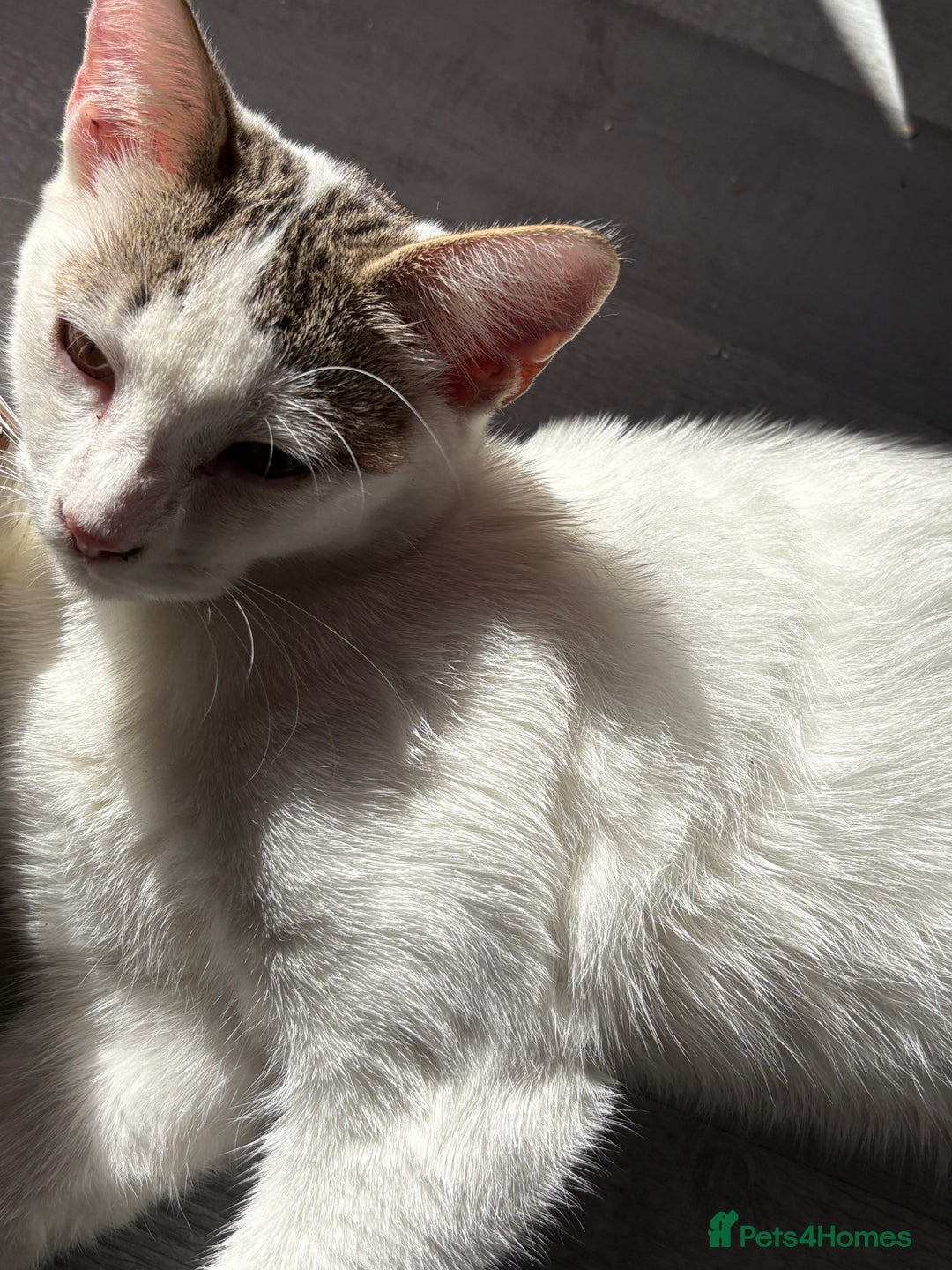 female british shorthair/calico kittens for sale in Woodford - Main Image