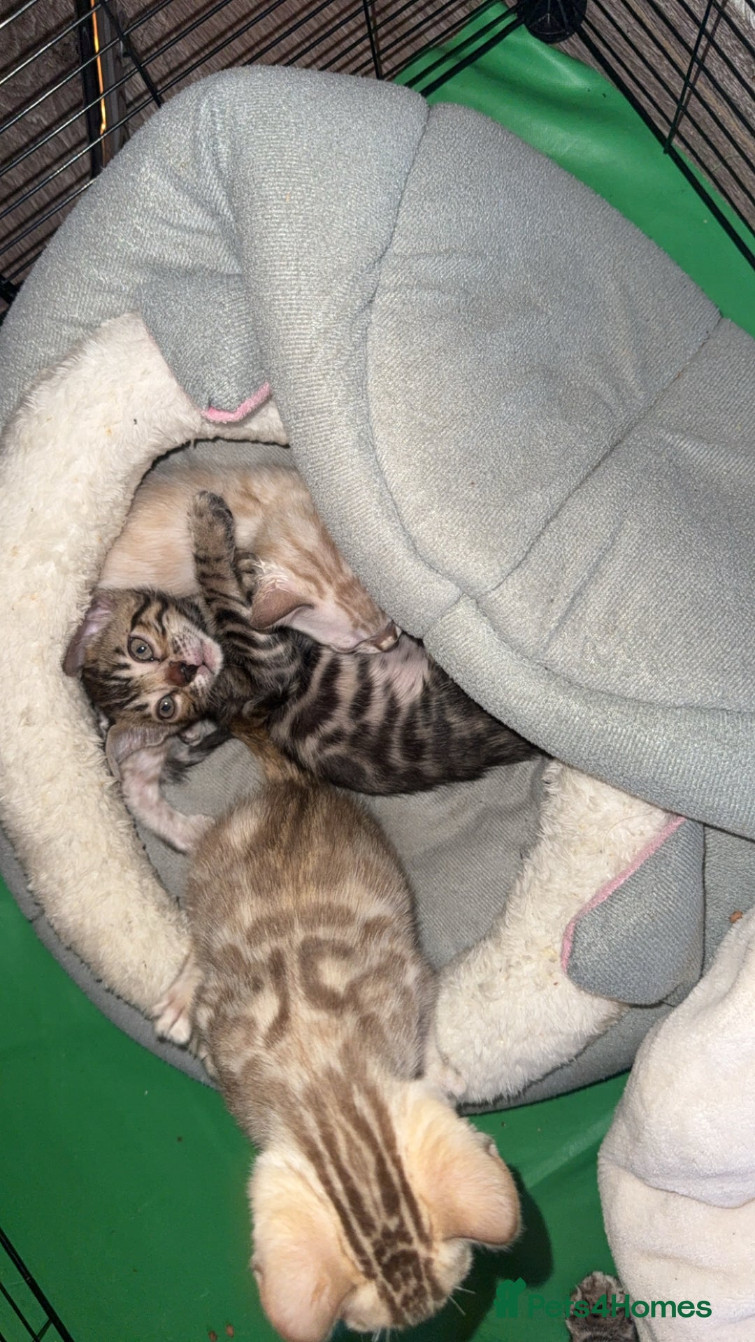 Bengal cats for sale: Stunning bengal kittens  - Image 7