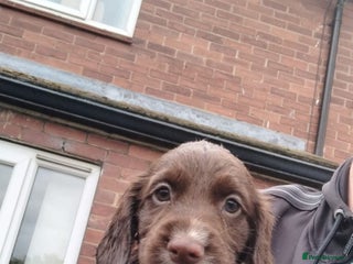 Sprocker dogs Sprockers - Advert 5