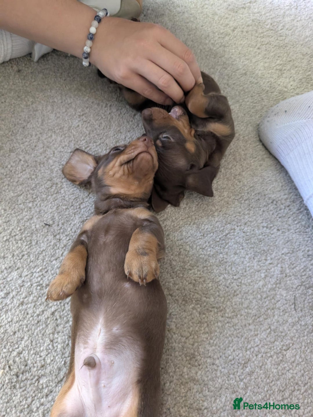 Miniature Dachshund dogs for sale: Smooth haired miniature dachshund  - Image 3