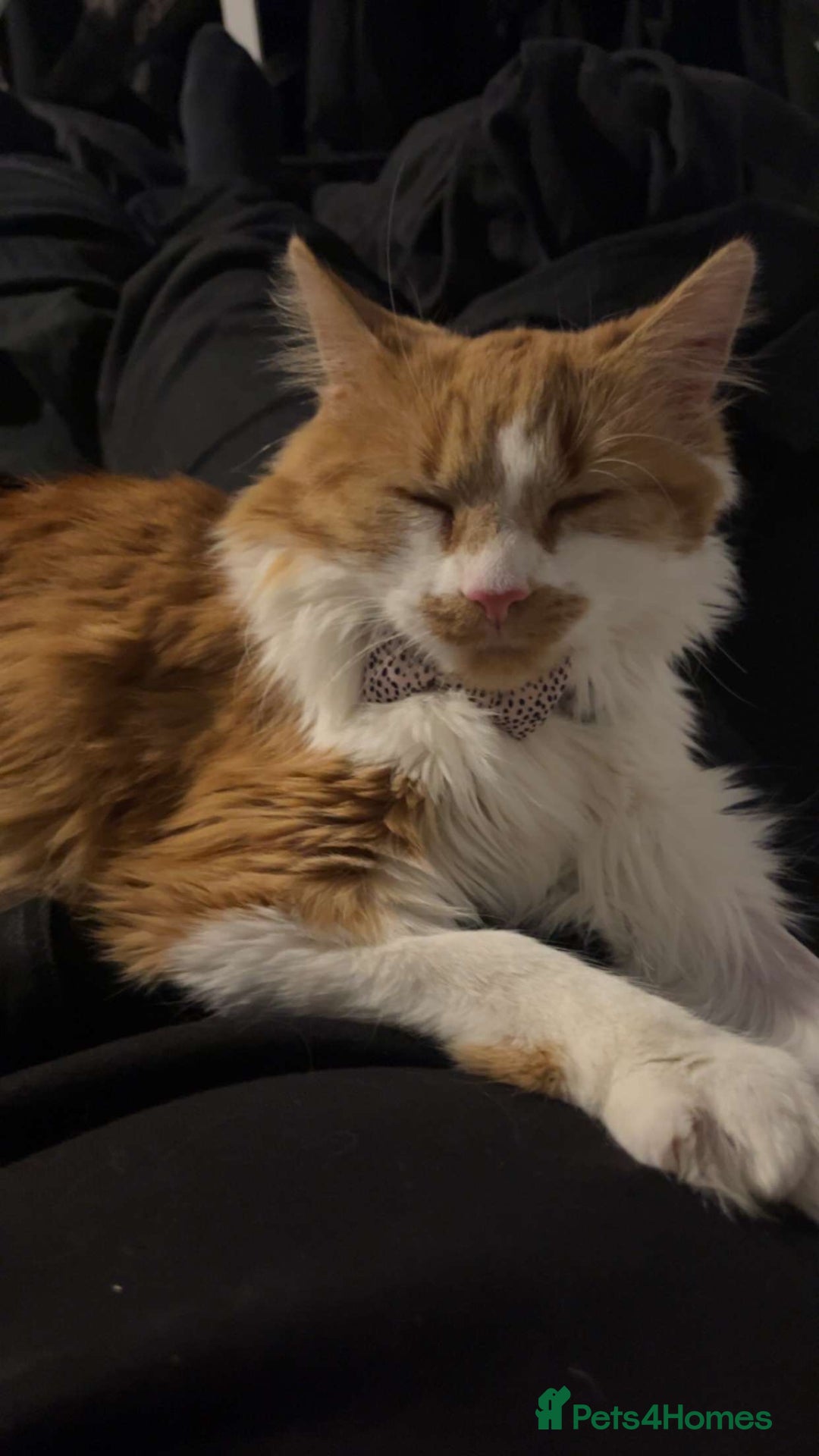 British Longhair cats for sale: Maeve - Advert 2