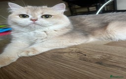 British Shorthair cats for sale: GCCF reg BSH & LH Chocolate & Black Golden Kittens - Image 15
