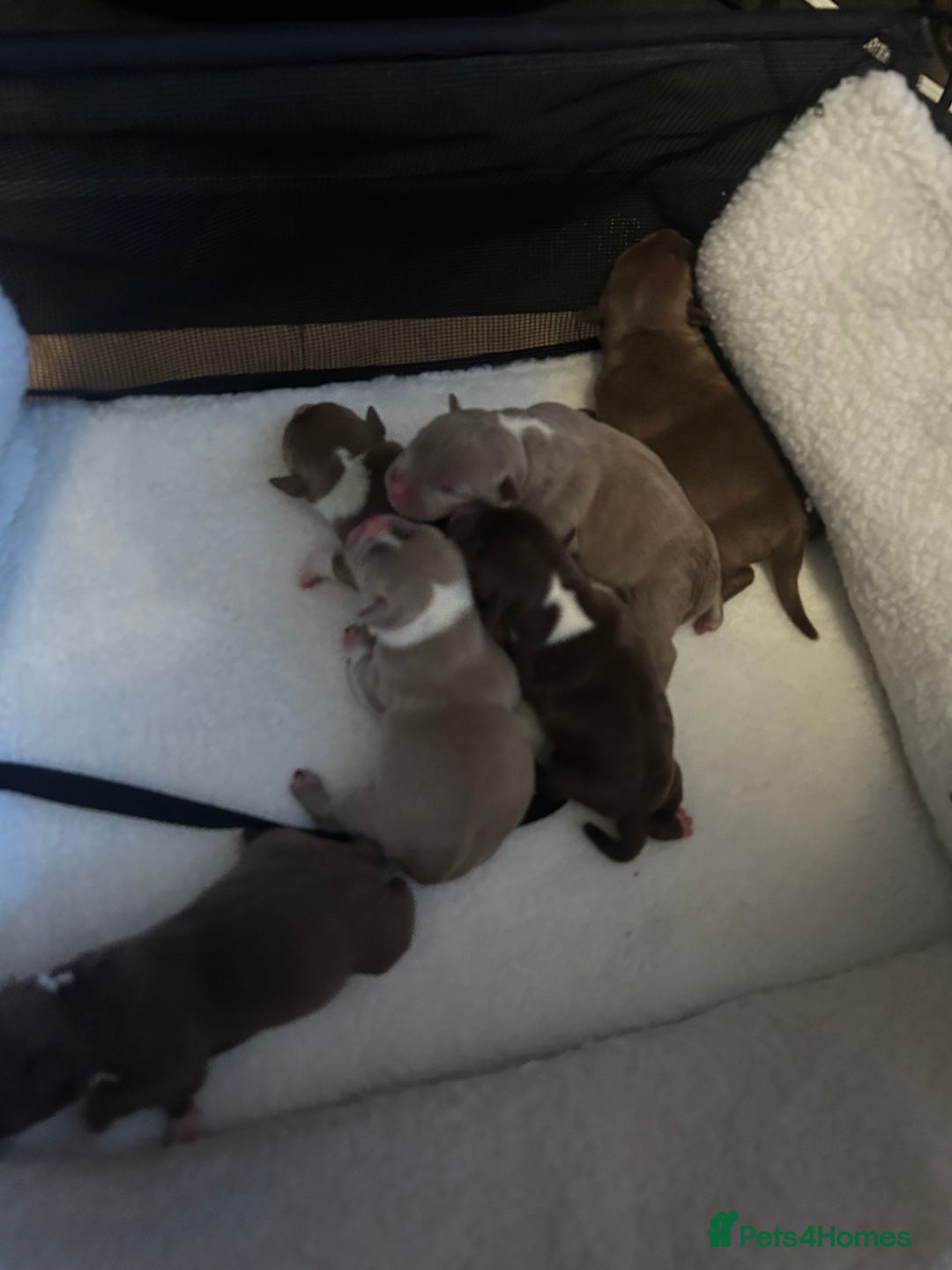 American Bully dogs for sale: American bully pups  - Advert 6