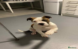 American Bulldog dogs for sale: Ozzy the American Bull Dog Staffy - Image 3