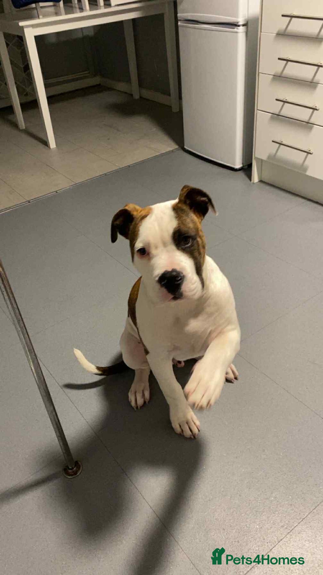 American Bulldog dogs for sale: Ozzy the American Bull Dog Staffy - Image 3