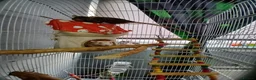 Rat rodents for sale: 2 MALE RATS - Advert 1