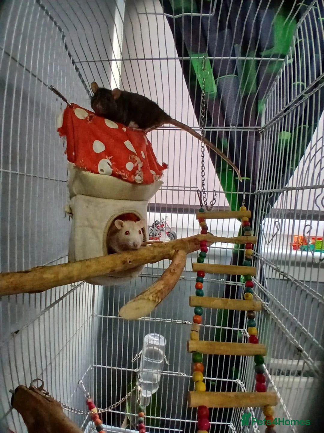 Rat rodents for sale: 2 MALE RATS - Advert 1