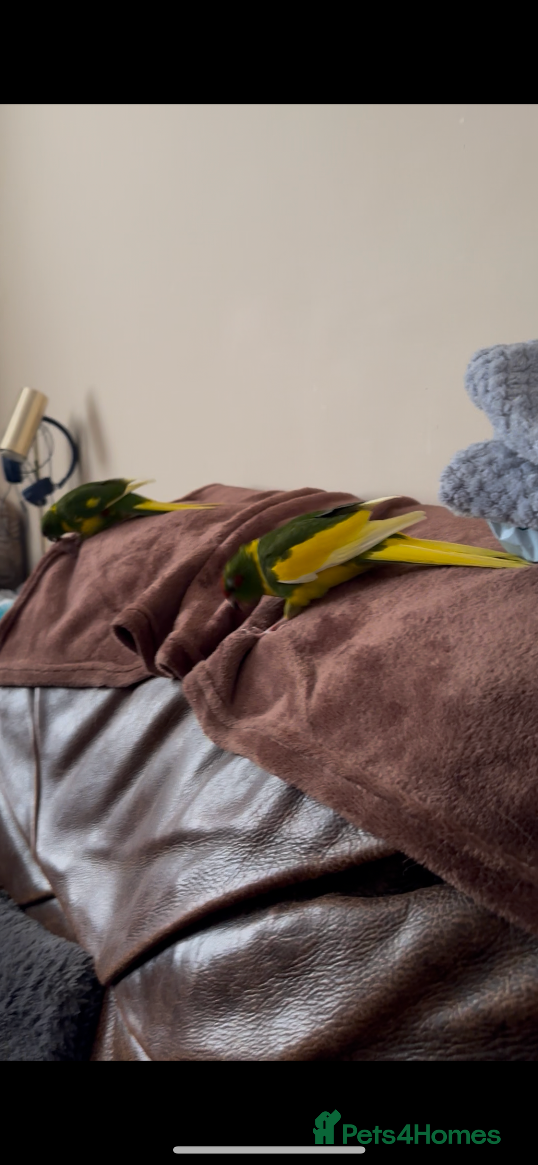 Parakeets birds for sale: STUNNING BONDED PAIR OF KAKARIKIS  - Advert 3