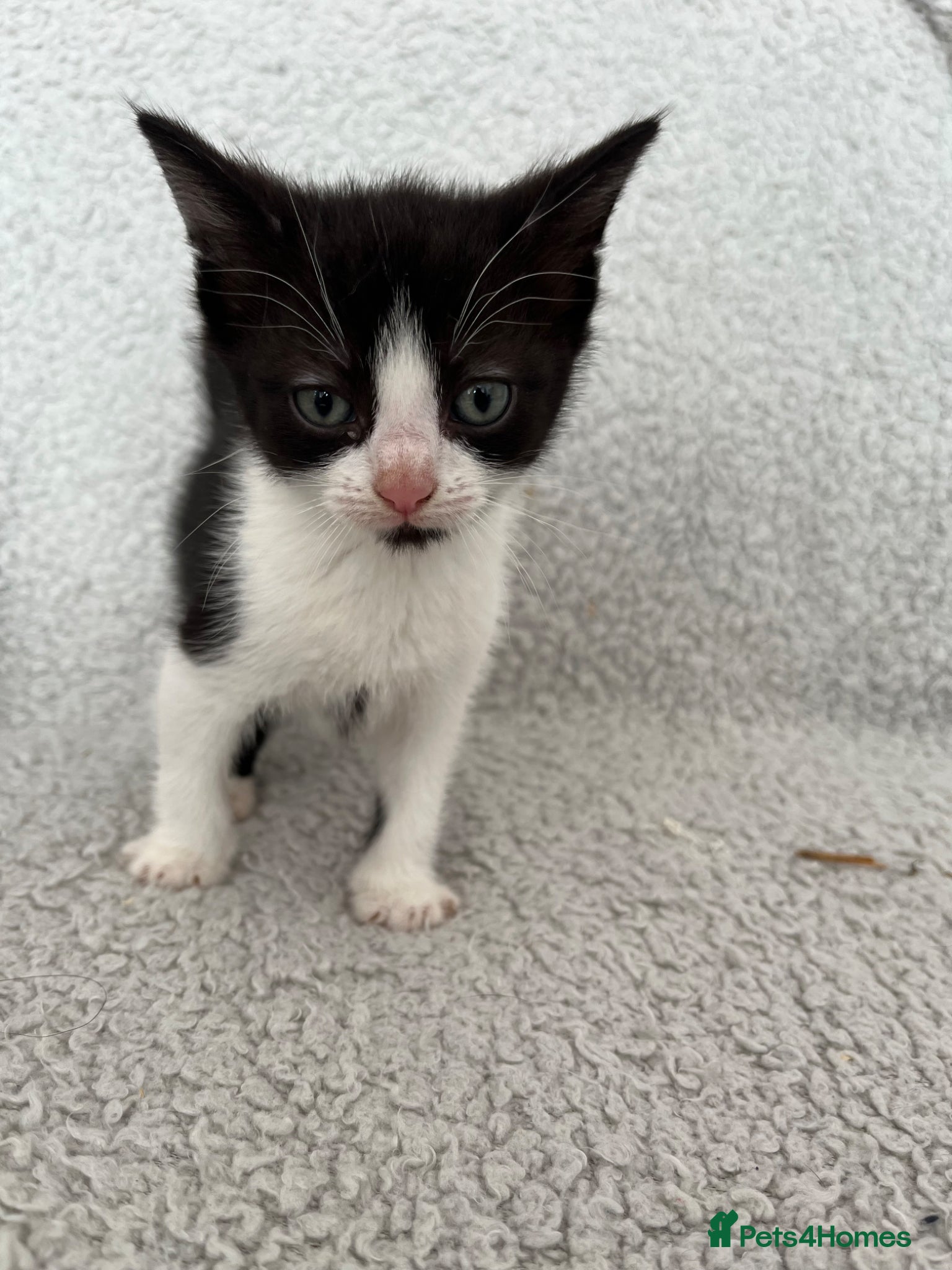 Mixed Breed cats for sale: 3 Lovely Kittens - Advert 5