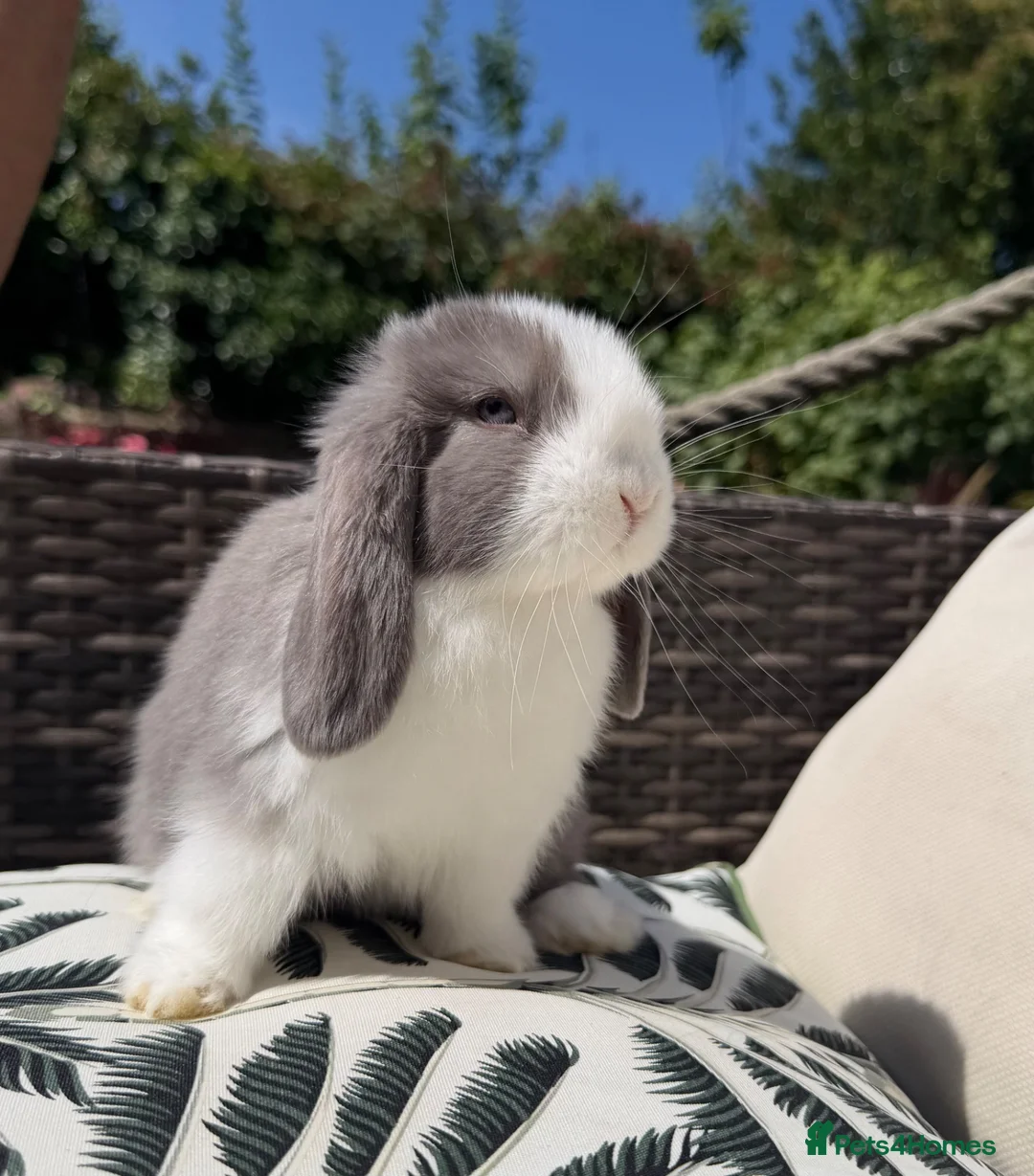 Mini Lop rabbits for sale: Mini lop babies - Advert 1