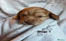 Cockapoo dogs for sale: Adorable Cocker Spaniel/Cockapoo Puppies - Image 7