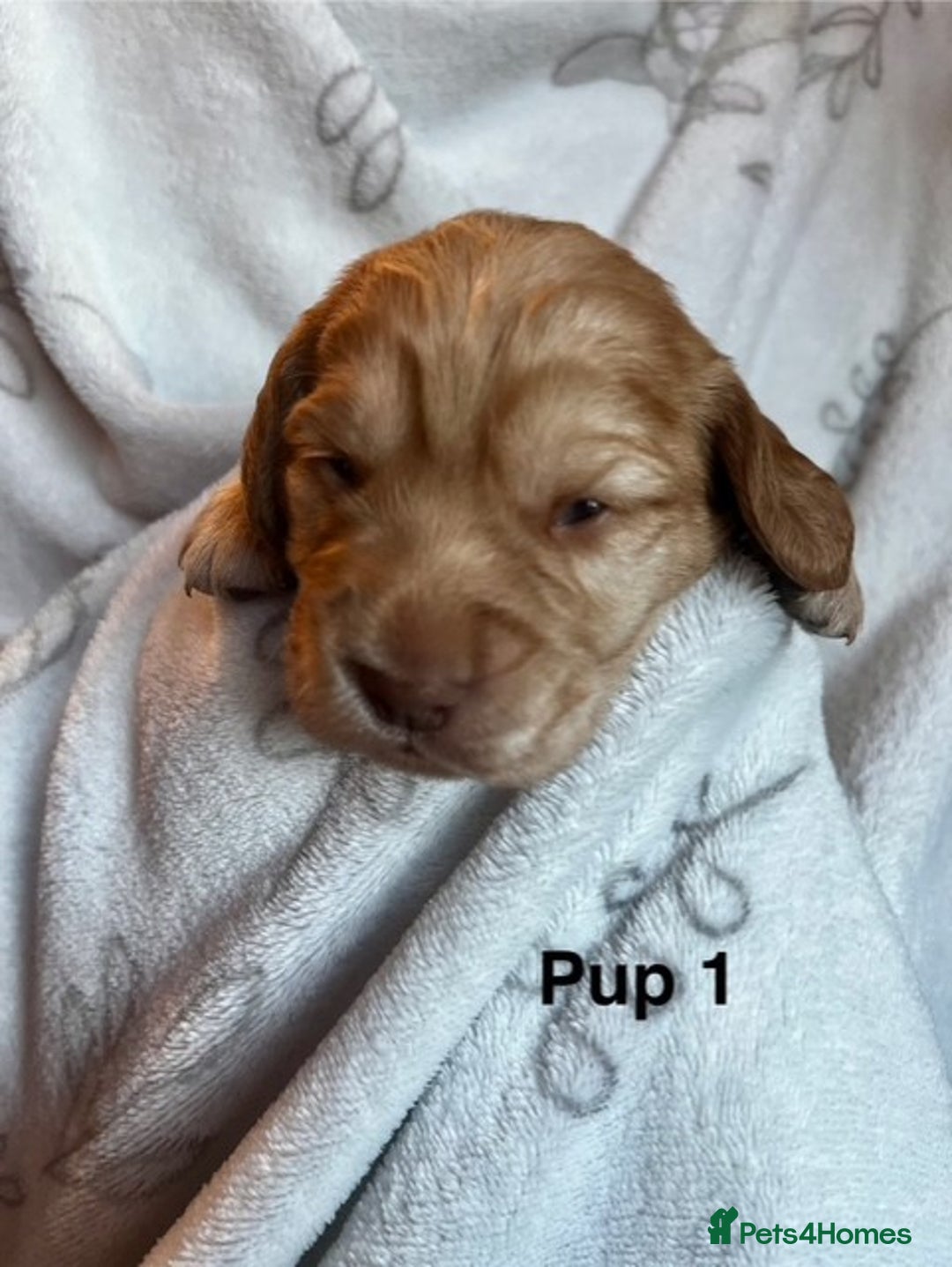 Cockapoo dogs for sale: Adorable Cocker Spaniel/Cockapoo Puppies - Image 7