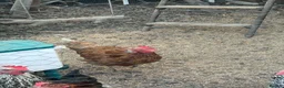 Chickens poultry for sale: 5 chickens, coop, accessories  in Southport - Advert 7