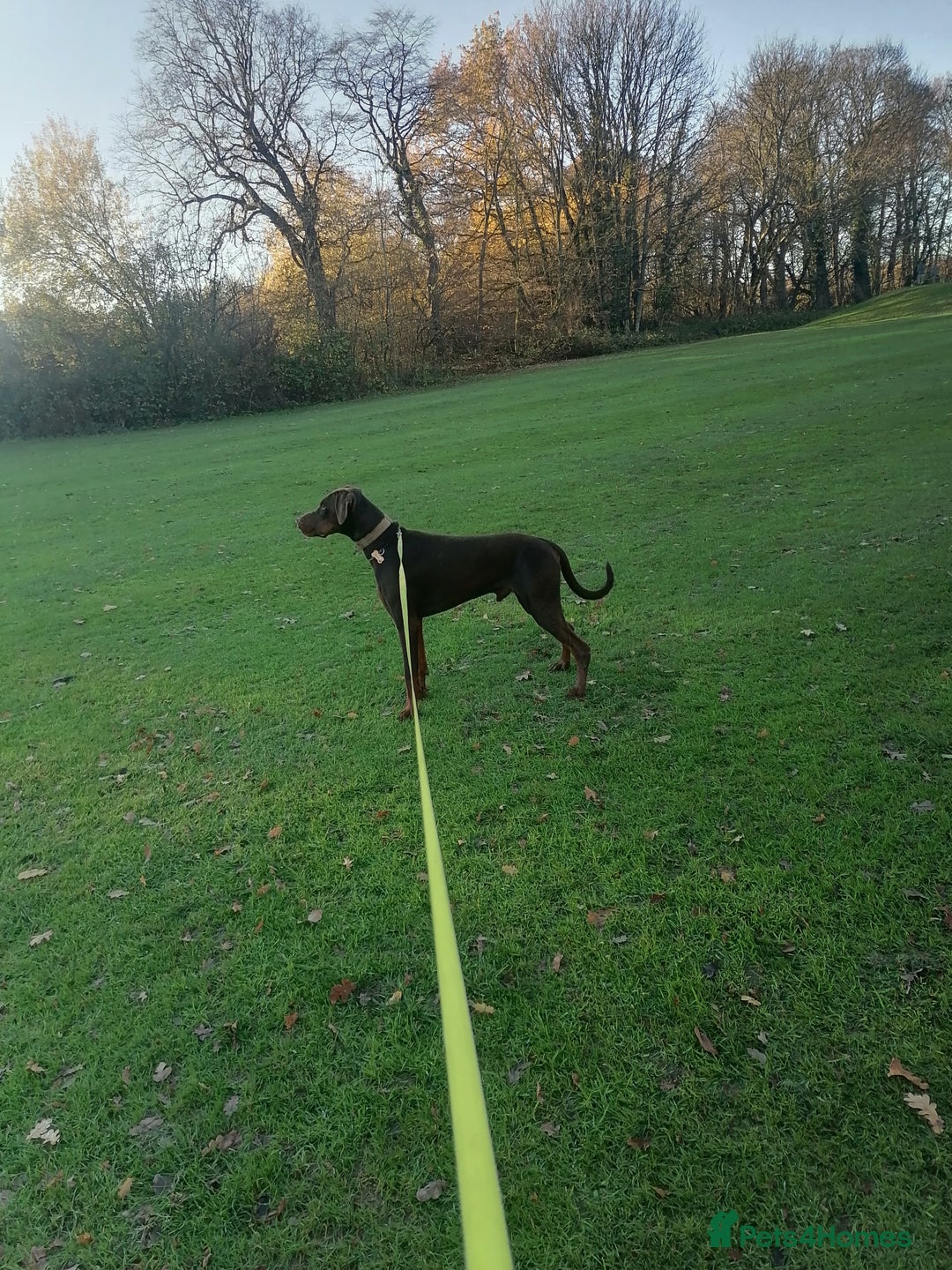 Dobermann dogs for sale: male dobermann puppy 11 months old  - Advert 1