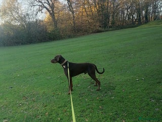 Dobermann dogs male dobermann puppy 11 months old - Advert 1