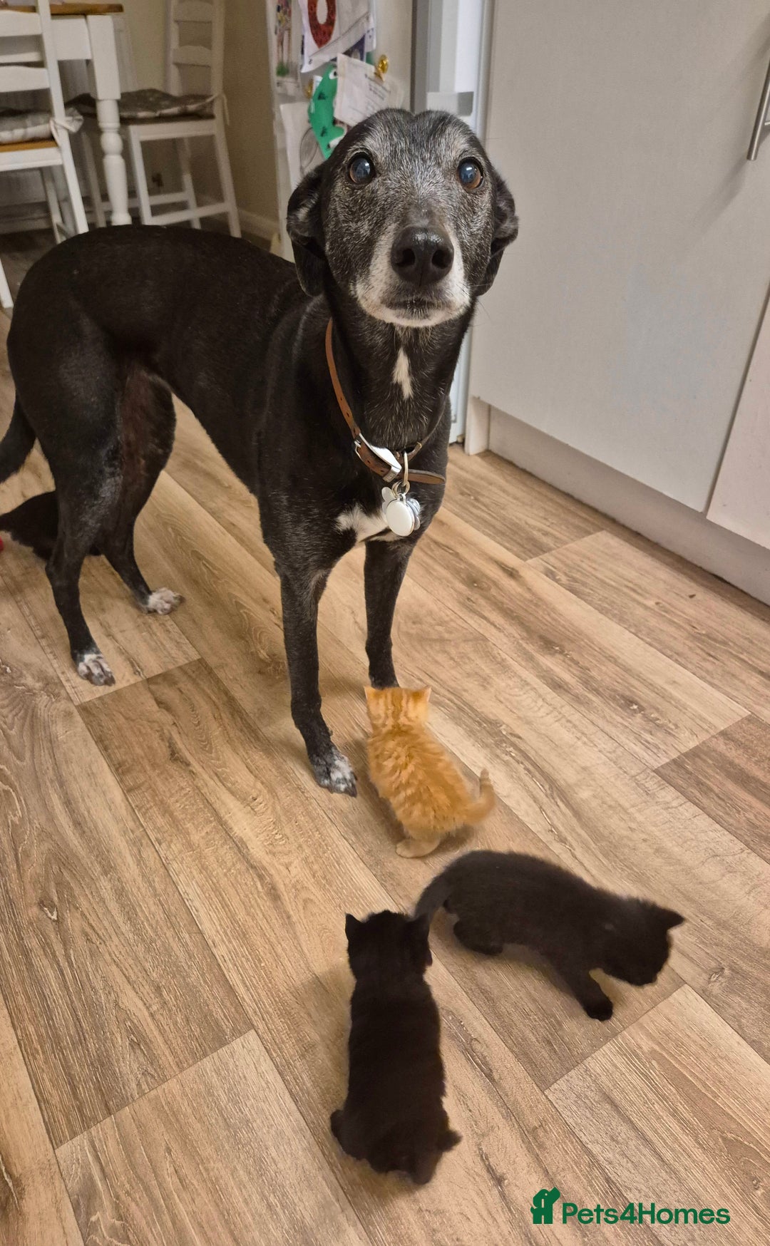 Mixed Breed cats for sale: 😺 VERY FRIENDLY KITTENS 😺 - Advert 23