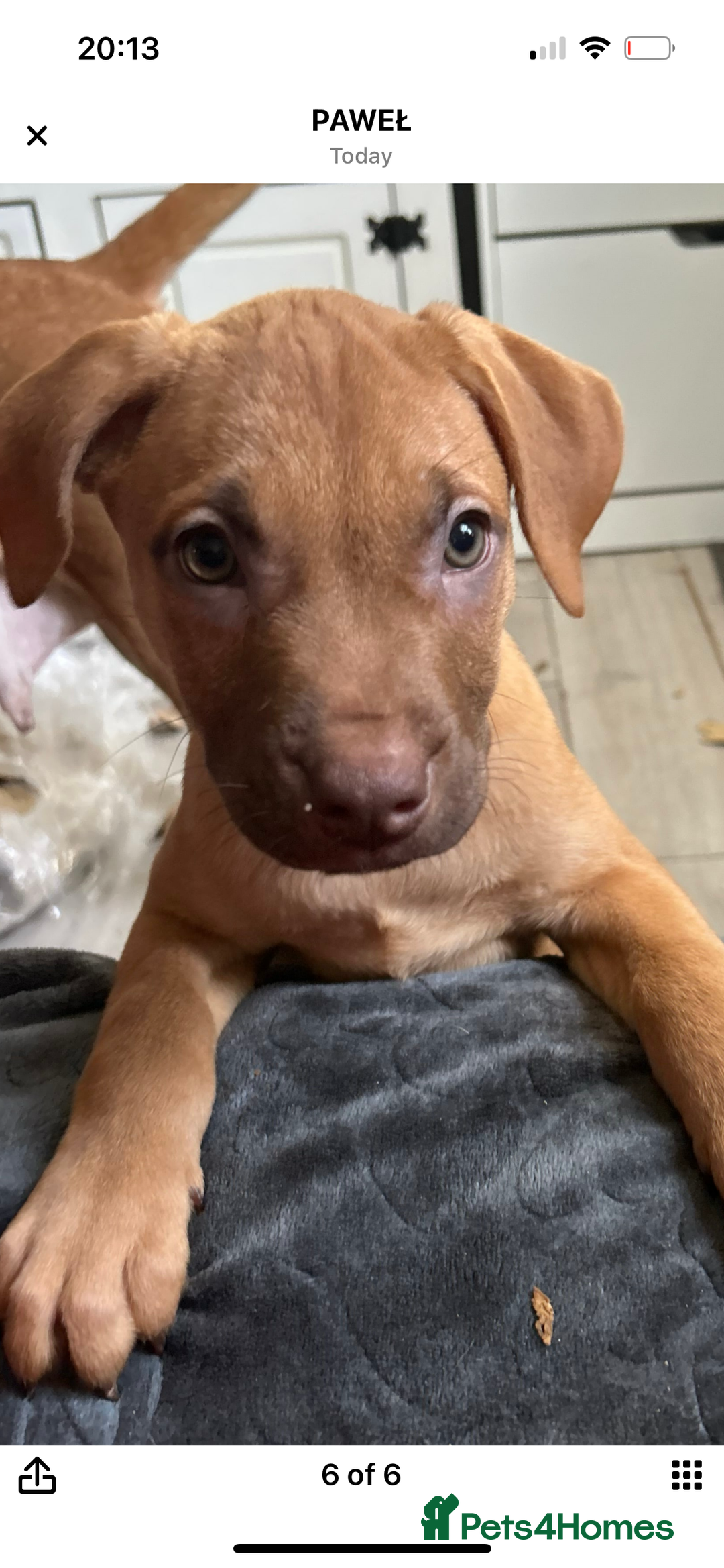 Mixed Breed dogs for sale: Mix boxer / staff  - Advert 3