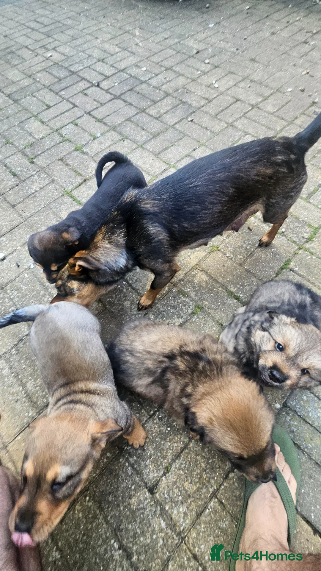 Mixed Breed dogs for sale: Chow chow pupps  - Advert 16