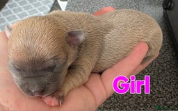 Chihuahua dogs for sale: Chihauhau puppies ready early November - Image 4