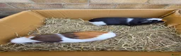 Guinea Pig rodents for sale: Baby and young adult guinea pigs for sale - Advert 4