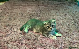Scottish Fold cats for sale:  Last male Scottish fold kitten - Image 1