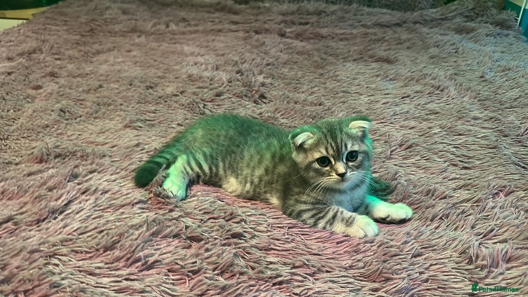 Scottish Fold cats for sale:  Last male Scottish fold kitten - Image 1