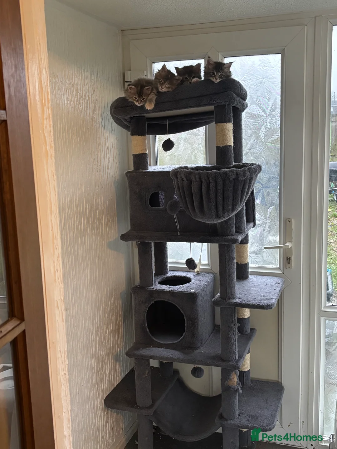 Maine Coon cats for sale: Maine coon kittens  - Advert 4