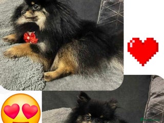 Pomeranian dogs in Boston - Advert 15