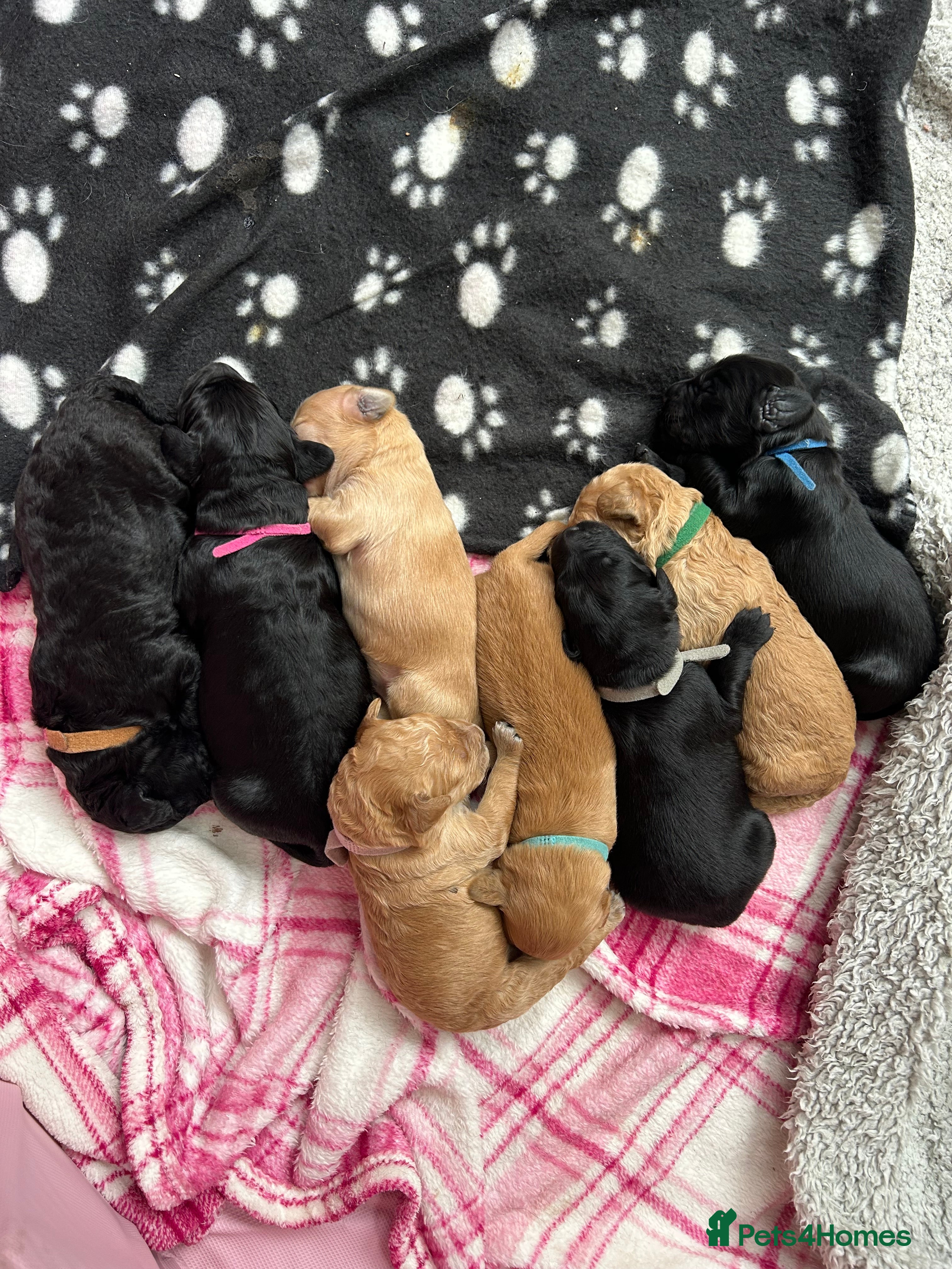 Goldendoodle dogs Gorgeous Goldendoodle Puppies Multi Generation F3  - Advert 1