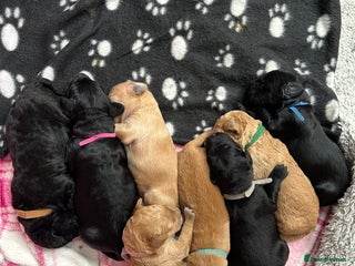 Goldendoodle dogs Gorgeous Goldendoodle Puppies Multi Generation F3 - Advert 14