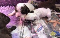 Cocker Spaniel dogs for sale: Gorgeous Working Cocker Spaniel puppies - Image 17