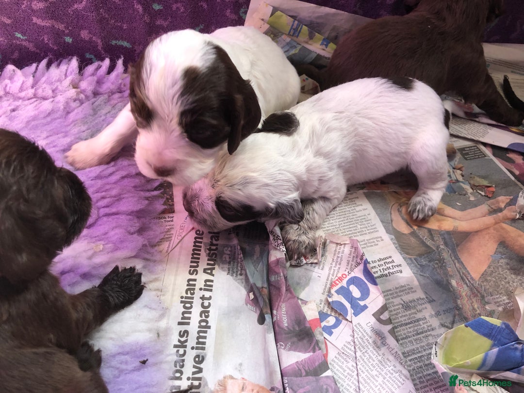 Cocker Spaniel dogs for sale: Gorgeous Working Cocker Spaniel puppies - Image 17