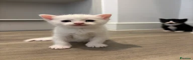 Mixed Breed Kitten 5