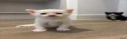 Mixed Breed cats for sale: TURKISH ANGORA / MAIN COON - Advert 11