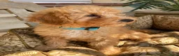 Cavapoochon dogs for sale: Gorgeous F1b Cavapoochon puppies - Advert 18