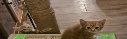 Mixed Breed cats for sale: Cute kittens looking for a new home  - Advert 4