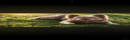 French Bulldog dogs for sale: Fluffy to fluffy  - Advert 4