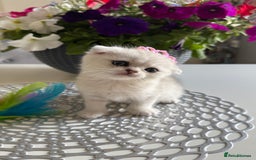 Scottish Fold cats for sale: 2 Scottish Girls  - Image 1