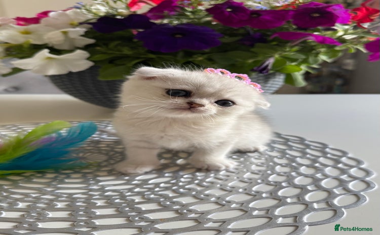 Scottish Fold cats - Advert 2