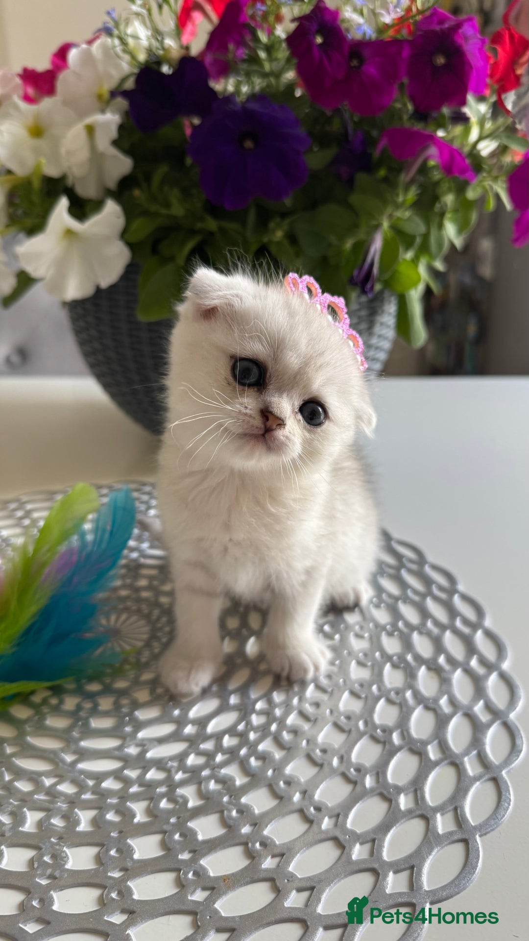 Scottish Fold cats for sale: 2 Scottish Girls  - Image 1