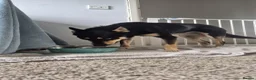 Mixed Breed dogs for adoption: ❤️🐶 CHLOE – THE KIND OF DOG EVERYONE DREAMS OF in Swindon - Advert 21