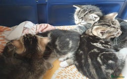 Mixed Breed cats for sale: Cute kittens  - Image 6