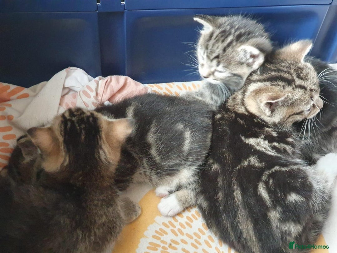 Mixed Breed cats for sale: Cute kittens  - Image 6