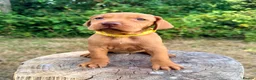Hungarian Vizsla dogs for sale:     KC Hungarian Vizsla Puppies - Licensed ⭐ - Advert 2