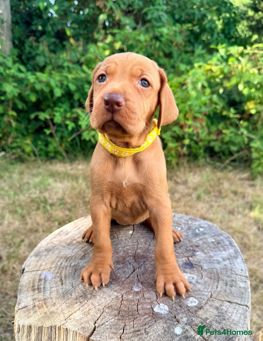 Hungarian Vizsla dogs for sale:     KC Hungarian Vizsla Puppies - Licensed ⭐ - Advert 2