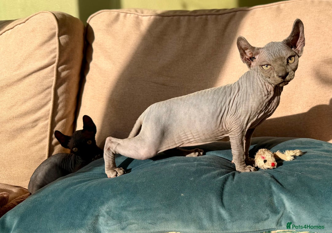 Sphynx cats for sale: Dwelf and Elf kittens - Image 10