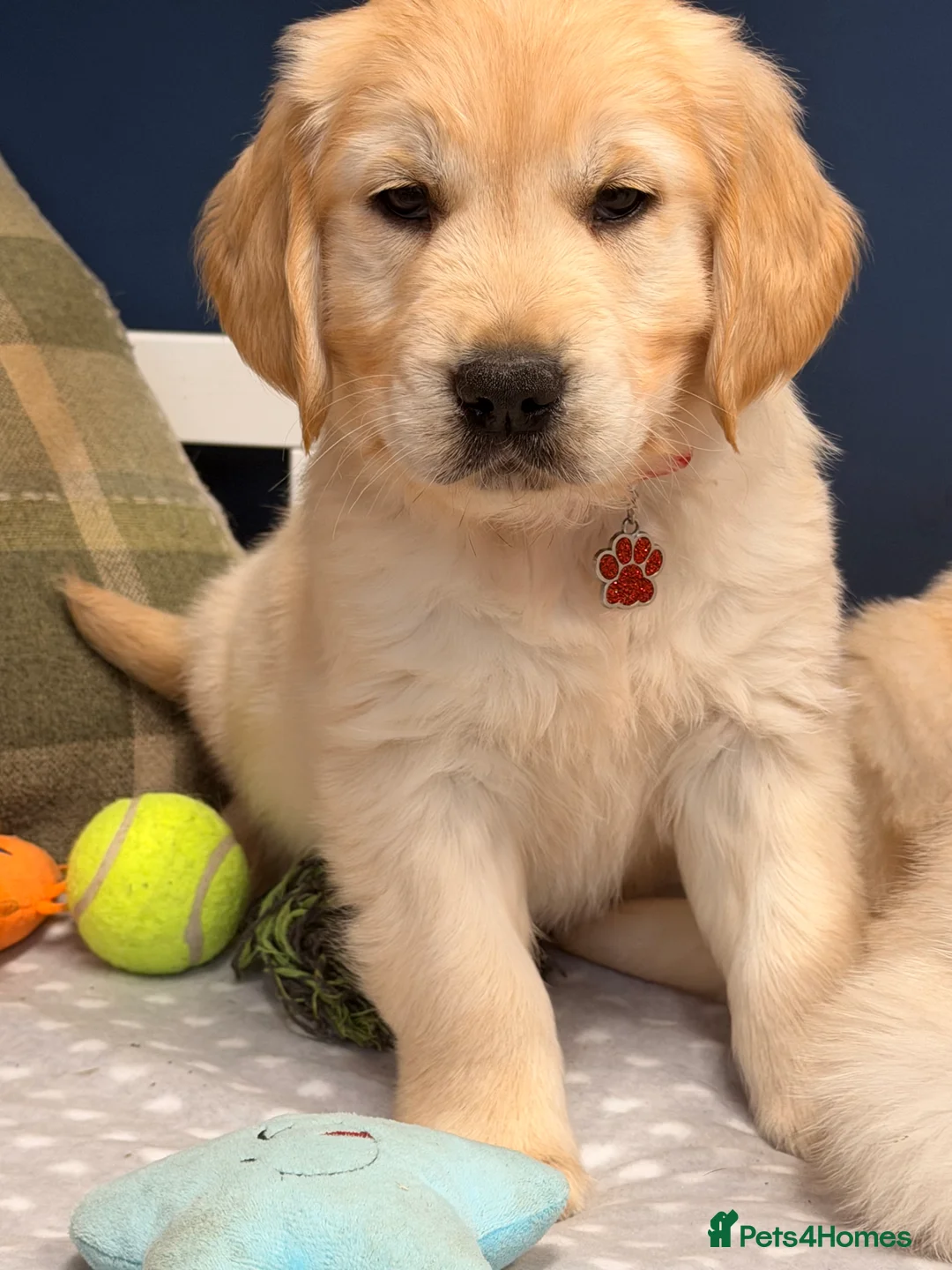 Golden Retriever dogs for sale: 🐶Fluffy bears looking for forever home💕💕 ! - Advert 30